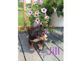 Greater Swiss Mountain Dog Puppy for sale in Columbiana, OH, USA