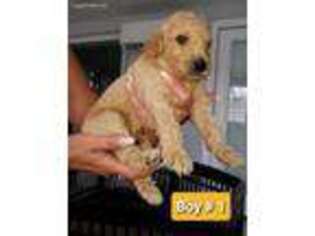 Mutt Puppy for sale in Dundee, FL, USA