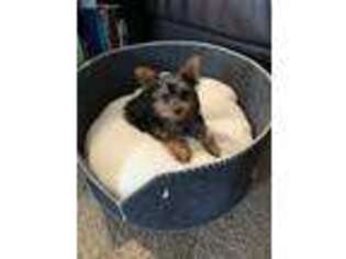 Yorkshire Terrier Puppy for sale in District Heights, MD, USA