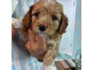 Cavapoo Puppy for sale in Fort Lauderdale, FL, USA