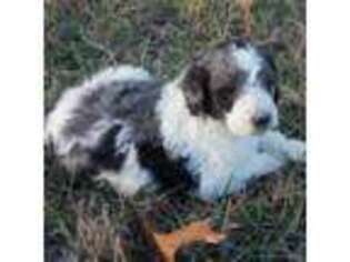 Mutt Puppy for sale in Rutherfordton, NC, USA