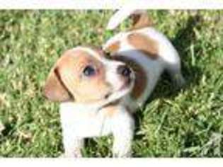 Jack Russell Terrier Puppy for sale in NORCO, CA, USA
