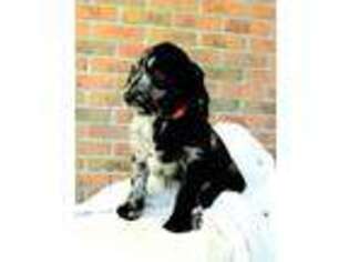 Labradoodle Puppy for sale in Baltic, OH, USA
