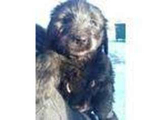 Mutt Puppy for sale in VIROQUA, WI, USA
