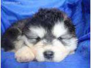 Native American Indian Dog Puppy for sale in Lakeview, OR, USA