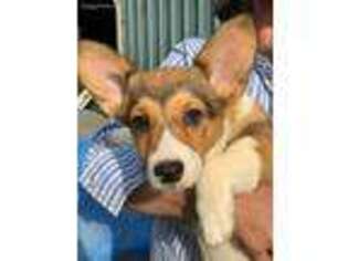 Pembroke Welsh Corgi Puppy for sale in Amboy, WA, USA