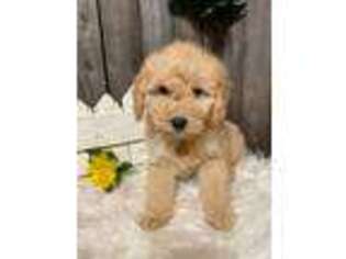 Goldendoodle Puppy for sale in Hoosick Falls, NY, USA