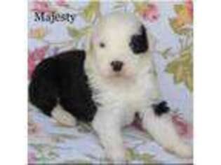 Old English Sheepdog Puppy for sale in Rougemont, NC, USA