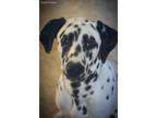 Dalmatian Puppy for sale in Mary Esther, FL, USA