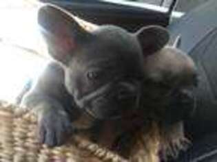 French Bulldog Puppy for sale in London, OH, USA
