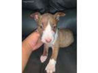 Bull Terrier Puppy for sale in Clarksville, TN, USA