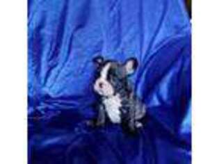 French Bulldog Puppy for sale in Miami, OK, USA