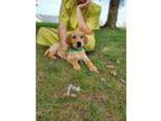 Labrador Retriever Puppy for sale in Arcola, IL, USA