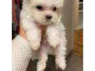 Maltese Puppy for sale in Bloomington, IN, USA