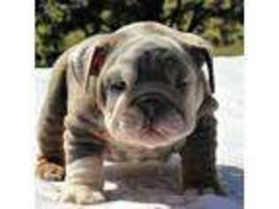 Bulldog Puppy for sale in Denison, TX, USA