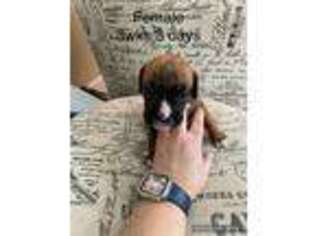 Boxer Puppy for sale in Livermore Falls, ME, USA