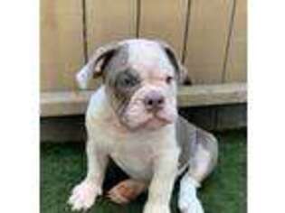 Bulldog Puppy for sale in Claremont, CA, USA