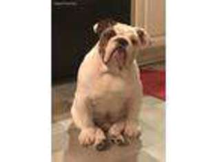 Bulldog Puppy for sale in Royal Oak, MI, USA
