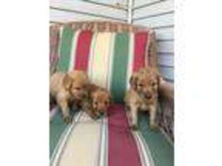 Golden Retriever Puppy for sale in Le Center, MN, USA