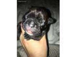 French Bulldog Puppy for sale in Boaz, AL, USA