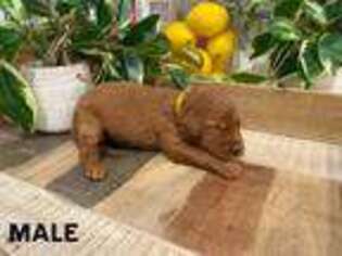 Goldendoodle Puppy for sale in Murrieta, CA, USA
