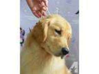 Labrador Retriever Puppy for sale in EDGERTON, WI, USA