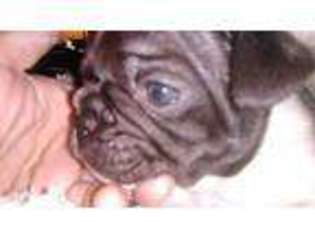 French Bulldog Puppy for sale in Kokomo, IN, USA
