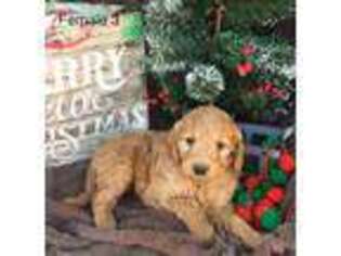 Goldendoodle Puppy for sale in Denton, TX, USA