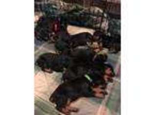 Doberman Pinscher Puppy for sale in Hartville, OH, USA