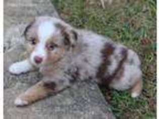 Miniature Australian Shepherd Puppy for sale in West Lafayette, OH, USA