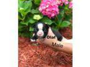 Boston Terrier Puppy for sale in Angola, IN, USA