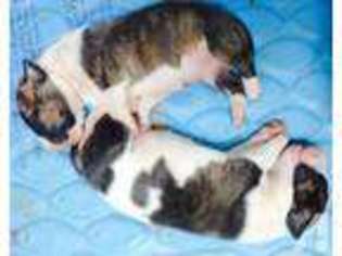 Bull Terrier Puppy for sale in AURORA, CO, USA