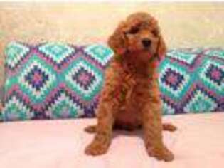 Goldendoodle Puppy for sale in Greensburg, IN, USA