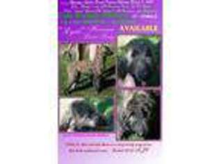 Afghan Hound Puppy for sale in Edmonton, KY, USA