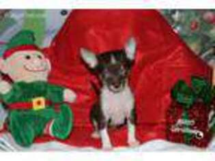 Chihuahua Puppy for sale in Bordentown, NJ, USA
