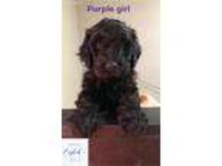 Goldendoodle Puppy for sale in Hudson, IL, USA