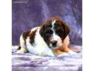 Mutt Puppy for sale in Alpine, AL, USA