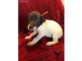 German Shorthaired Pointer Puppy for sale in Hubbard, TX, USA