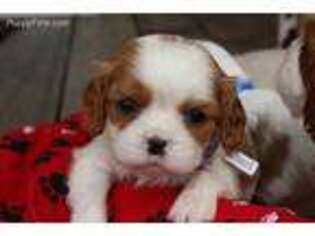 Cavalier King Charles Spaniel Puppy for sale in Kite, GA, USA