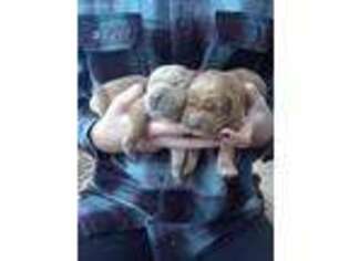 Golden Retriever Puppy for sale in Honea Path, SC, USA