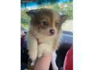 Pomeranian Puppy for sale in Spring Valley, NY, USA