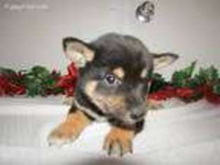 Shiba Inu Puppy for sale in Terre Haute, IN, USA
