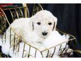 Goldendoodle Puppy for sale in Hastings, MN, USA