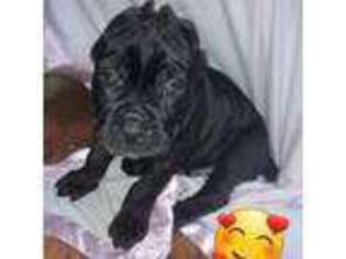 Cane Corso Puppy for sale in Bronx, NY, USA