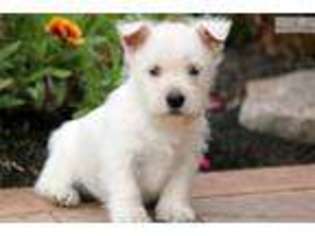 West Highland White Terrier Puppy for sale in Lancaster, PA, USA