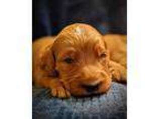 Goldendoodle Puppy for sale in Fresno, CA, USA