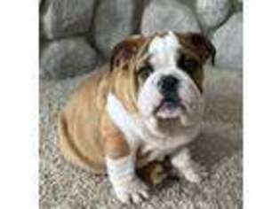 Bulldog Puppy for sale in Birchwood, WI, USA
