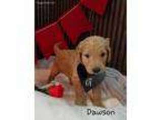 Goldendoodle Puppy for sale in Miami, OK, USA