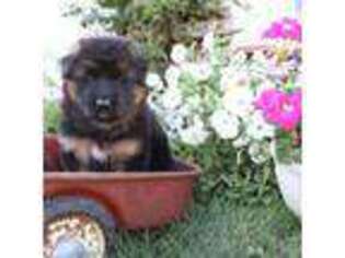 German Shepherd Dog Puppy for sale in Nappanee, IN, USA