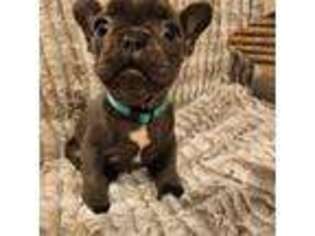 French Bulldog Puppy for sale in Rathdrum, ID, USA